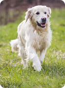 Glücklicher Retriever läuft über eine Wiese
