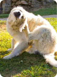 Hund kratzt sich am Ohr