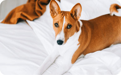 Hund liegt auf einem Bett und schaut in die Kamera