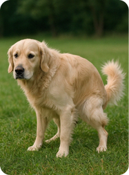 Retriever verrichtet sein Geschäft auf einer Wiese