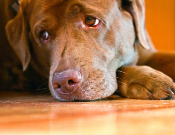 Brauner Retriever liegt auf dem Boden und schaut traurig zur Seite