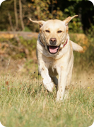 Glücklicher Retriever rennt über eine Wiese