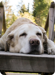 Retriever liegt auf dem Boden