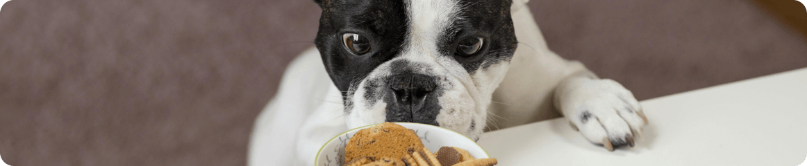 Bulldogge steht an einem Tisch und schnuppert an einer Schüssel Kekse