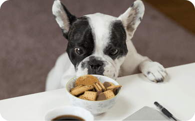 Bulldogge steht an einem Tisch und riecht an einer Schüssel Kekse