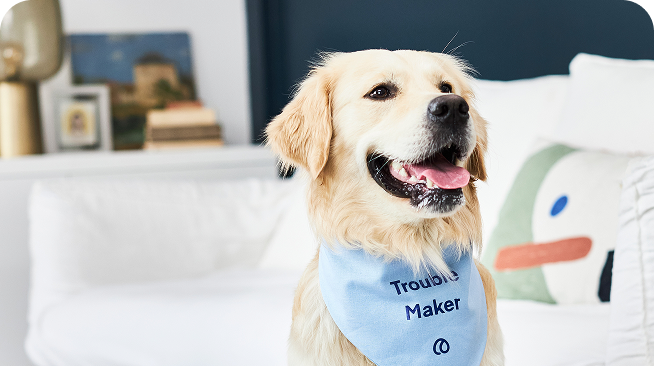 Golden Retriever trägt ein Halstuch auf dem Trouble Maker steht