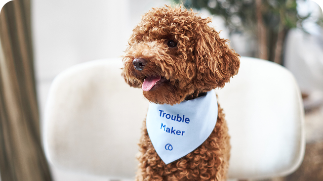 Brauner Hund trägt ein Halstuch auf dem Trouble Maker steht