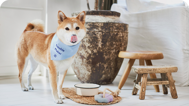 Hund trägt ein Halstuch auf dem Trouble Maker steht