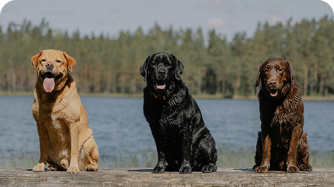 3 nasse Hunde sitzen auf einem Steg am See