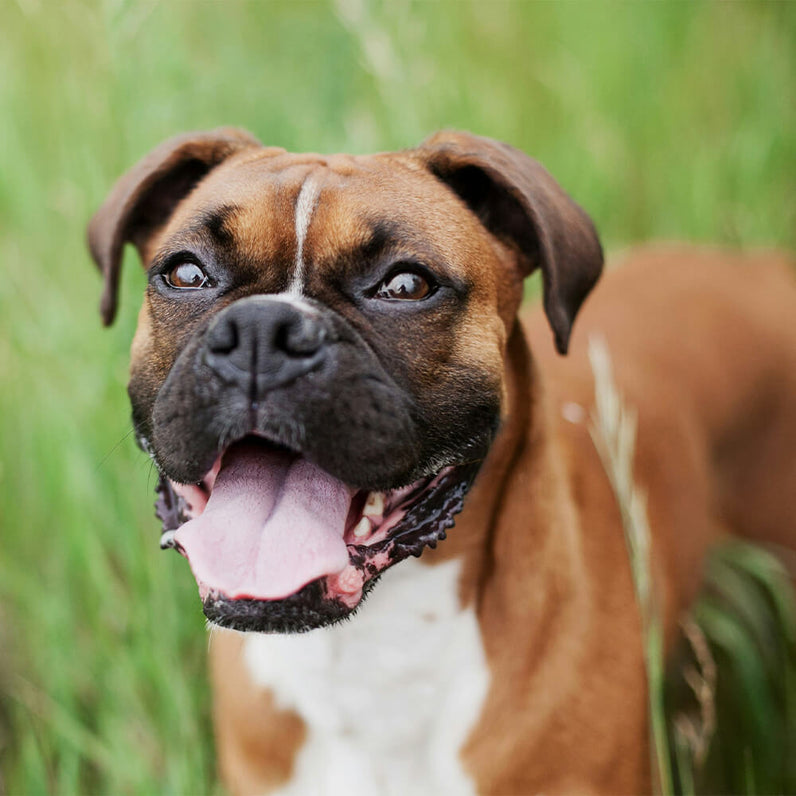 Continental Bulldog
