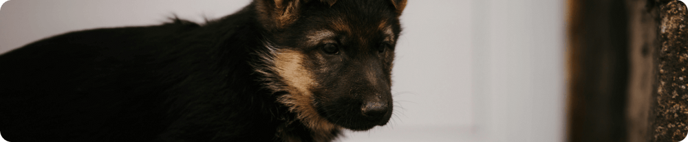 Junger Deutscher Schäferhund im Freien
