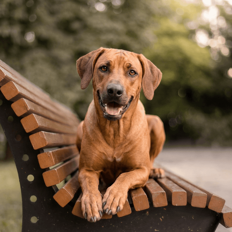 Rhodesian Ridgeback