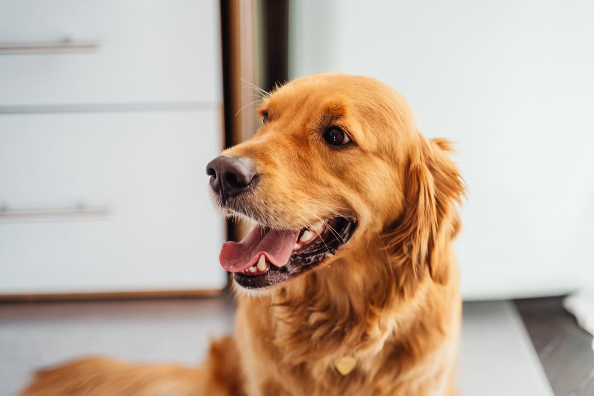 Gesunde Zähne Hund