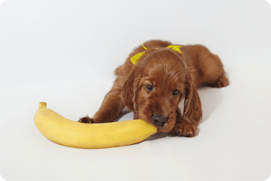 Hund der in eine Banane beißt