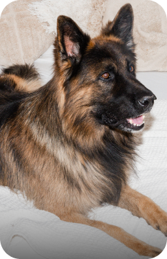 Deutscher Schäferhund mit braunem Fell liegt auf weißem Sofa
