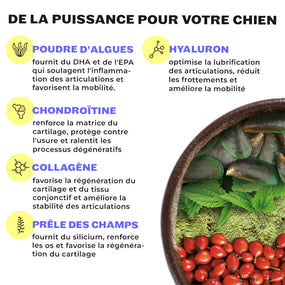 Ingrédients de Mighty Mobility : algues, acide hyaluronique, chondroïtine, collagène, moule verte