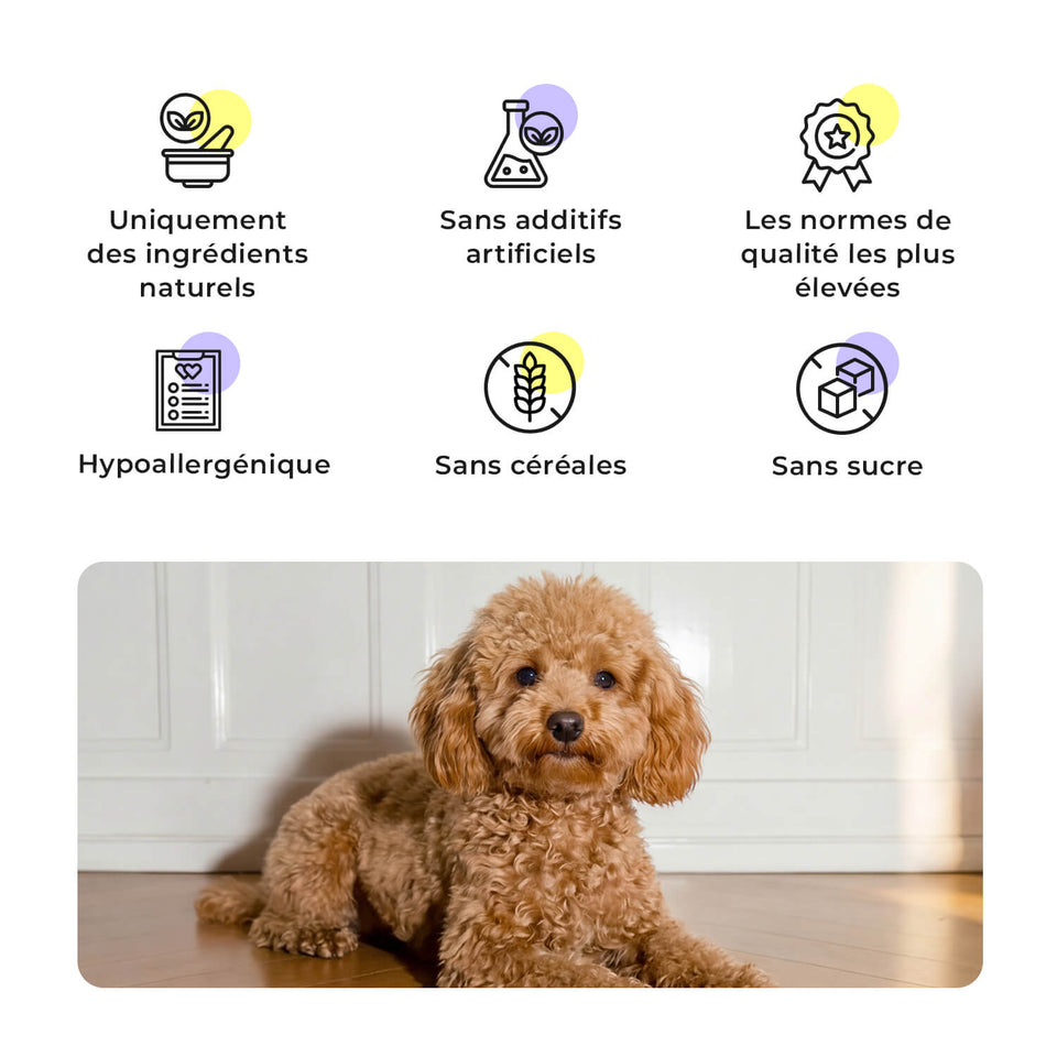 Avis clients sur les snacks HEY HOLY Precious Poodles