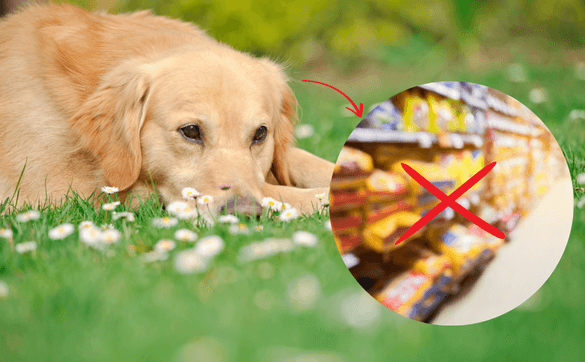 Golden Retriever auf einer Wiese