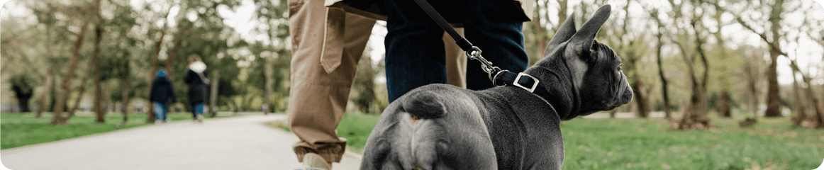 Französische Bulldogge spaziert mit Herrchen durch den Park