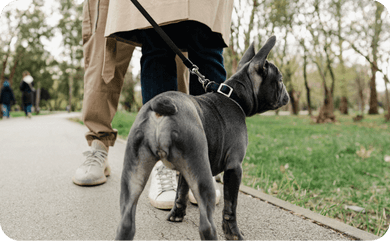 Französische Bulldogge spaziert mit Herrchen durch den Park