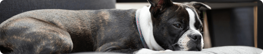 Eine Bulldogge liegt auf einem Sofa